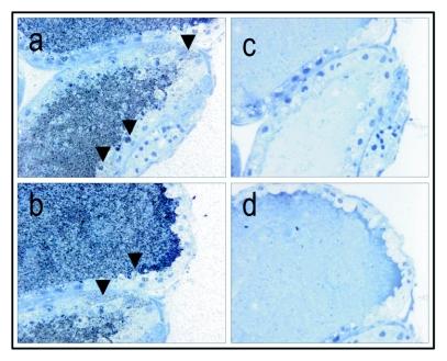 https://cdn.ncbi.nlm.nih.gov/pmc/blobs/fac7/2999438/5e4e46f6eb77/f03_01.jpg