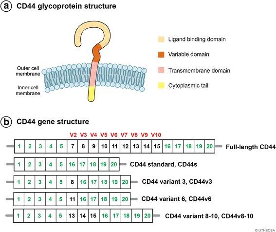 https://cdn.ncbi.nlm.nih.gov/pmc/blobs/fac8/5946470/531059cf82a0/13045_2018_605_Fig1_HTML.jpg