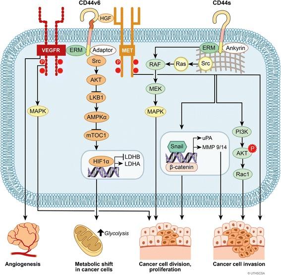 https://cdn.ncbi.nlm.nih.gov/pmc/blobs/fac8/5946470/761d2a723479/13045_2018_605_Fig4_HTML.jpg