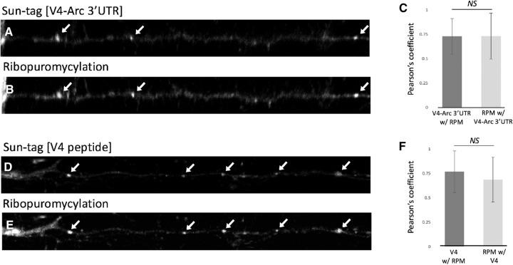 https://cdn.ncbi.nlm.nih.gov/pmc/blobs/faca/6699411/bbf2a117151f/LM049965Lan_F6.jpg