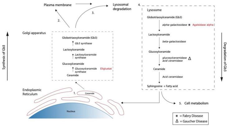 https://cdn.ncbi.nlm.nih.gov/pmc/blobs/facb/8537462/83baca5ed568/microorganisms-09-02157-g001.jpg