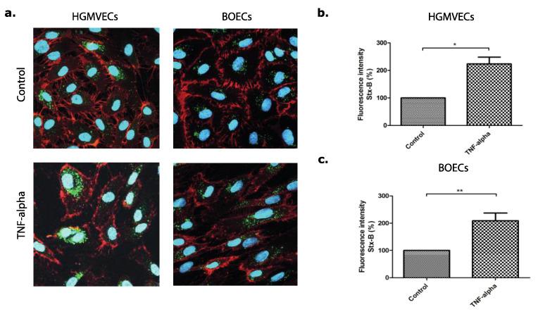 https://cdn.ncbi.nlm.nih.gov/pmc/blobs/facb/8537462/8c8723b4e90e/microorganisms-09-02157-g002.jpg
