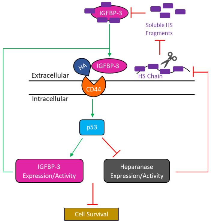 https://cdn.ncbi.nlm.nih.gov/pmc/blobs/facb/9688904/18eef61c57bc/cells-11-03533-g008.jpg