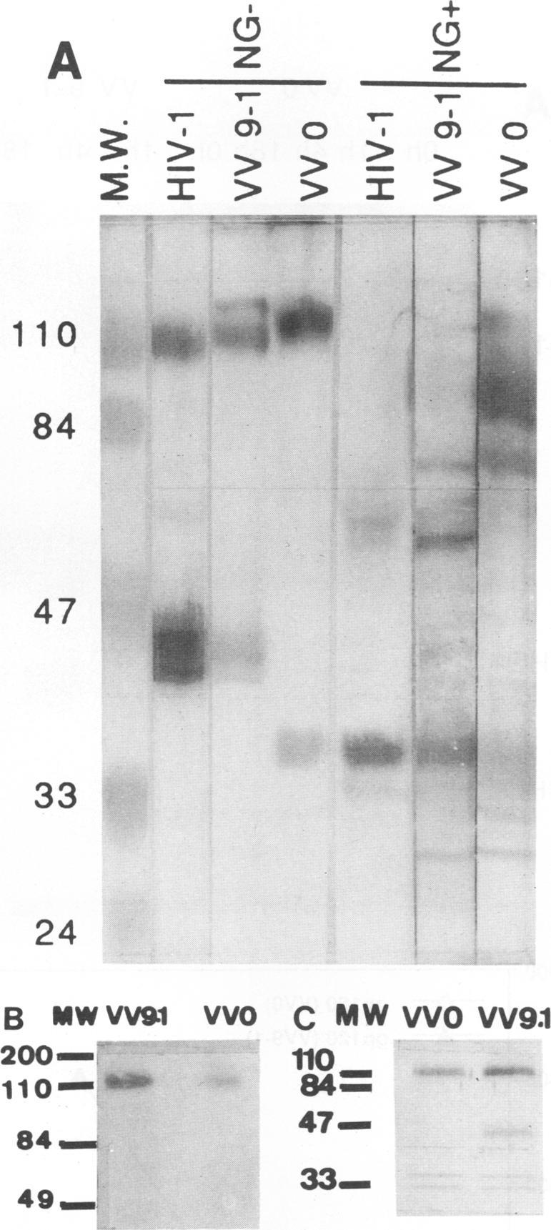 https://cdn.ncbi.nlm.nih.gov/pmc/blobs/fad0/237347/be571b4d39ad/jvirol00022-0177-a.jpg