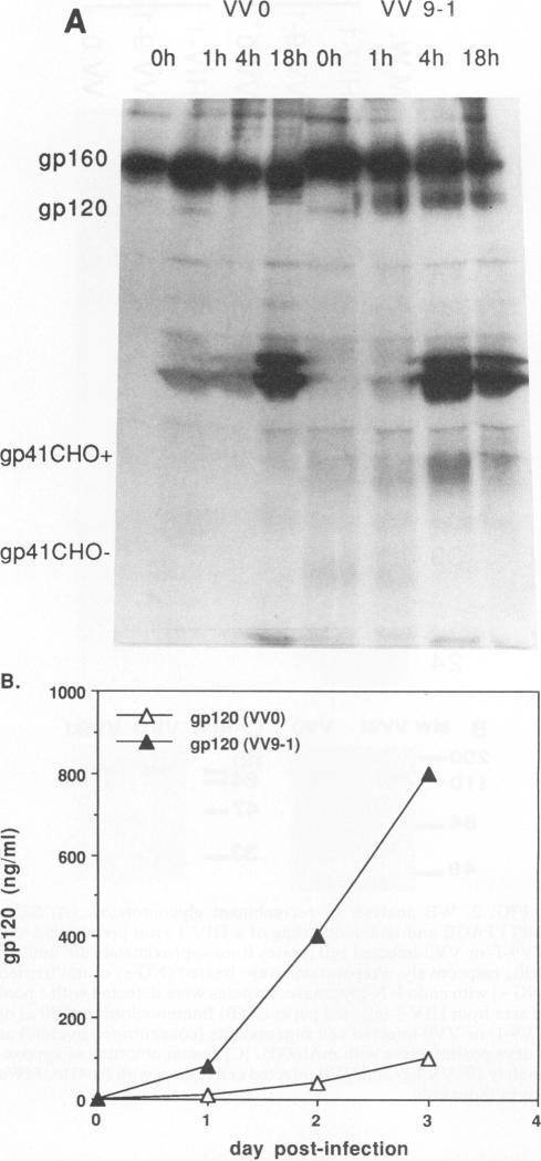 https://cdn.ncbi.nlm.nih.gov/pmc/blobs/fad0/237347/f8fc3ad7d4cd/jvirol00022-0178-a.jpg