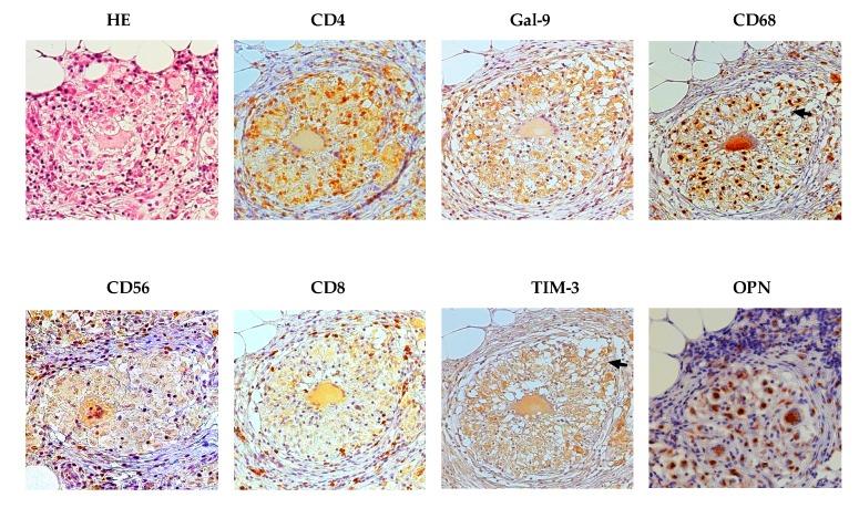 https://cdn.ncbi.nlm.nih.gov/pmc/blobs/fad0/5535875/19f1b0ade7b4/ijms-18-01382-g002.jpg