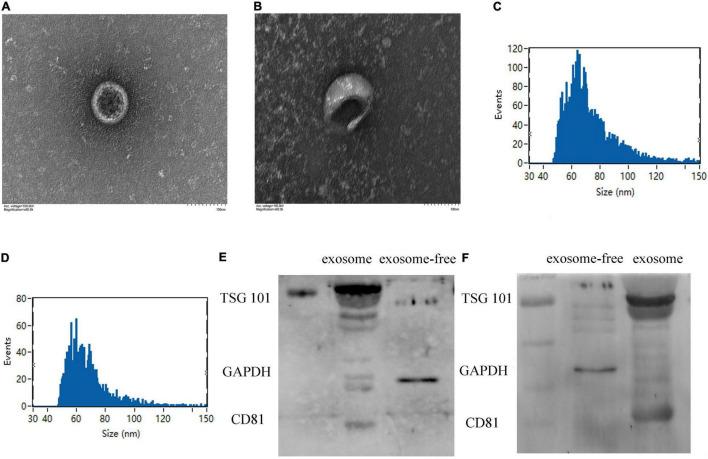 https://cdn.ncbi.nlm.nih.gov/pmc/blobs/fad3/9240753/3da62edda573/fcvm-09-848812-g001.jpg