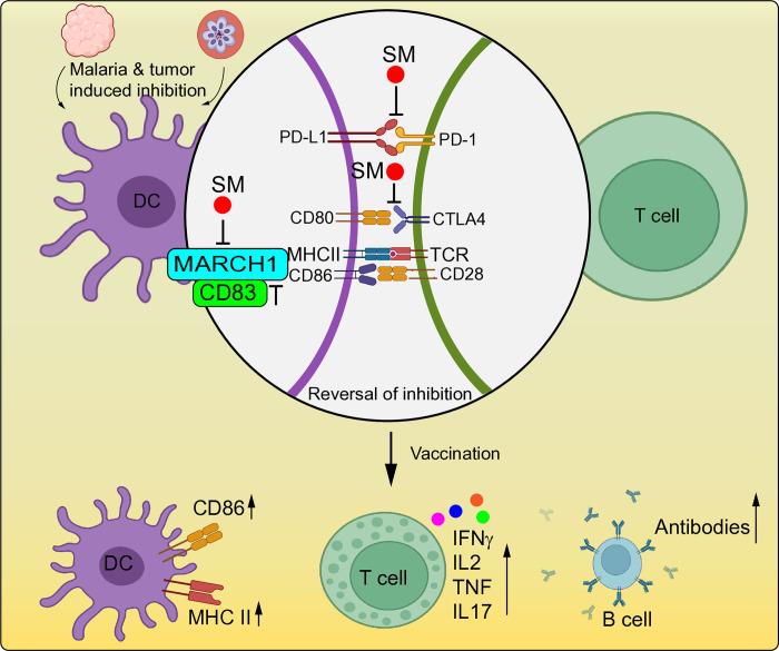 https://cdn.ncbi.nlm.nih.gov/pmc/blobs/fad7/11756774/c1cb016414cf/ppat.1012853.g004.jpg