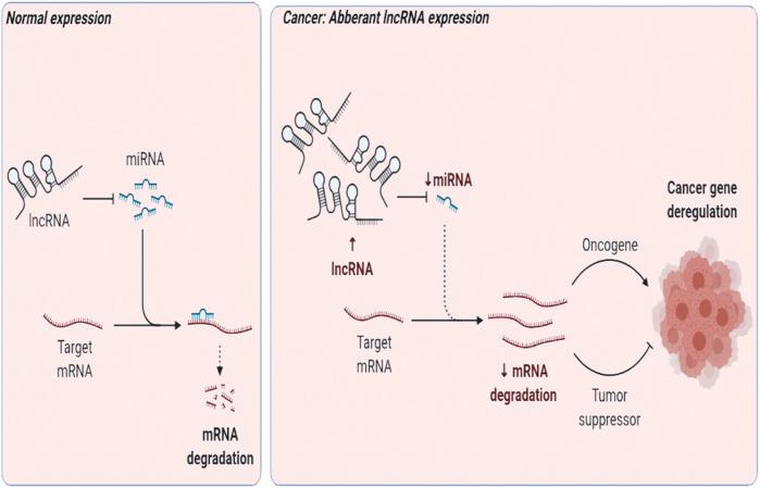 https://cdn.ncbi.nlm.nih.gov/pmc/blobs/fad8/9263262/c6231d4797d3/fphar-13-814971-g002.jpg