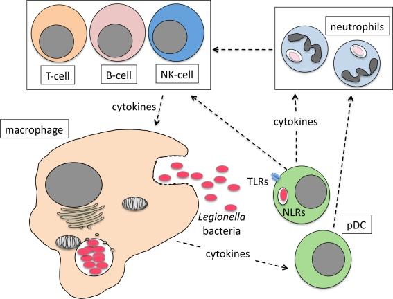 https://cdn.ncbi.nlm.nih.gov/pmc/blobs/fad9/3109619/84230312c3f4/fmicb-02-00126-g001.jpg