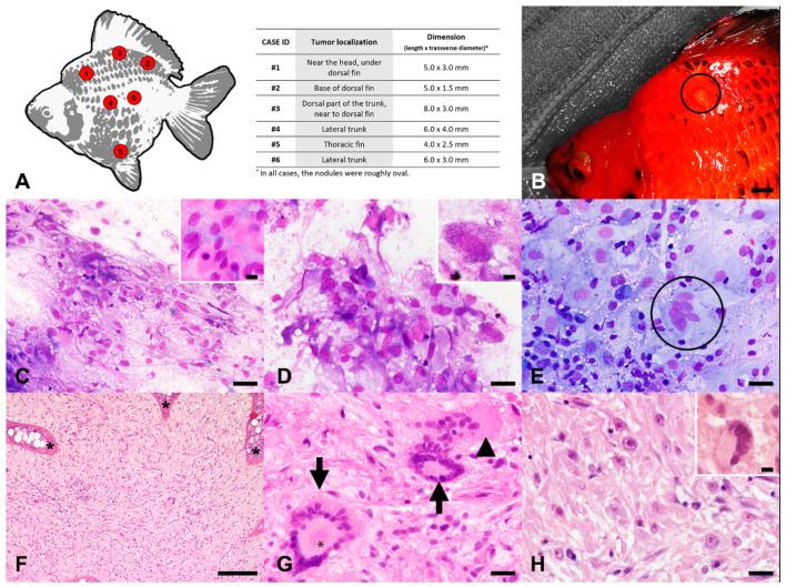 https://cdn.ncbi.nlm.nih.gov/pmc/blobs/fadc/8467327/fa2a3dd068bd/animals-11-02621-g001.jpg