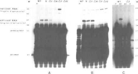 https://cdn.ncbi.nlm.nih.gov/pmc/blobs/fade/338756/8d6416ff5561/nar00162-0101-a.jpg