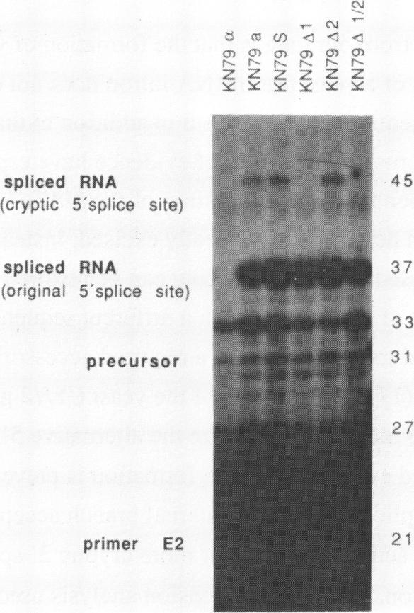 https://cdn.ncbi.nlm.nih.gov/pmc/blobs/fade/338756/e4d7fe8299a0/nar00162-0106-a.jpg