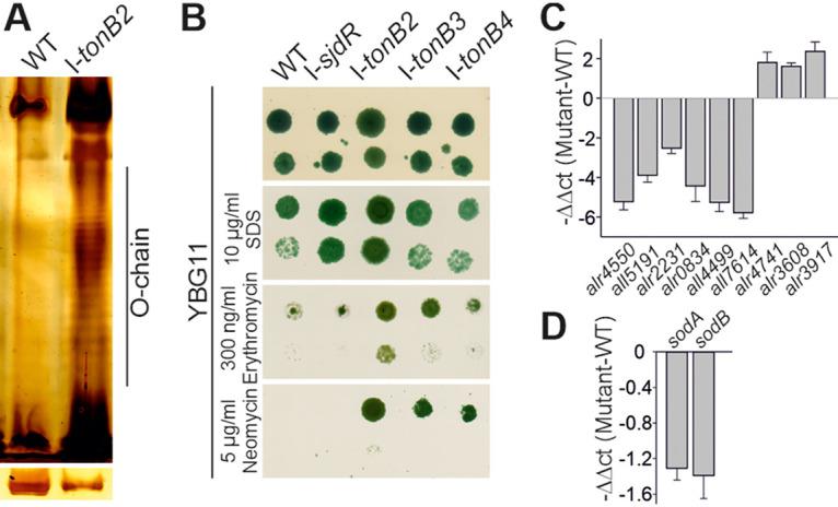 https://cdn.ncbi.nlm.nih.gov/pmc/blobs/fae2/8597729/1360970c7eae/msphere.00214-21-f003.jpg