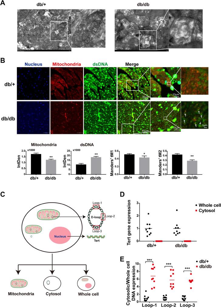 https://cdn.ncbi.nlm.nih.gov/pmc/blobs/fae8/10042943/3e9ab7152995/10565_2021_9692_Fig2_HTML.jpg