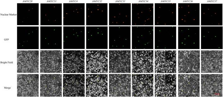 https://cdn.ncbi.nlm.nih.gov/pmc/blobs/fae8/11128688/bf2539c7461b/fgene-15-1399721-g008.jpg