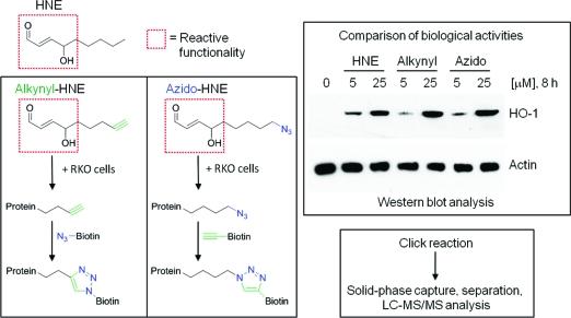 https://cdn.ncbi.nlm.nih.gov/pmc/blobs/fae9/2873822/0e3cb4ca1c63/ar-2009-00286y_0006.jpg