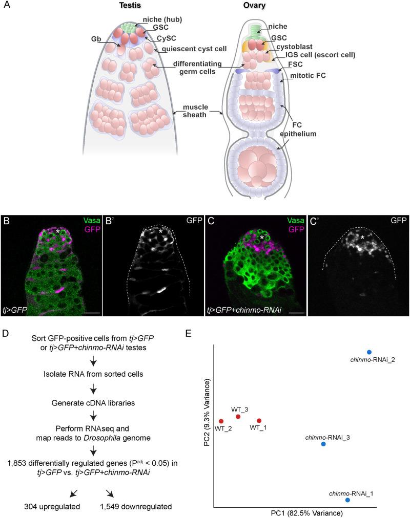 https://cdn.ncbi.nlm.nih.gov/pmc/blobs/faea/8759813/458dc4524322/jkab067f1.jpg