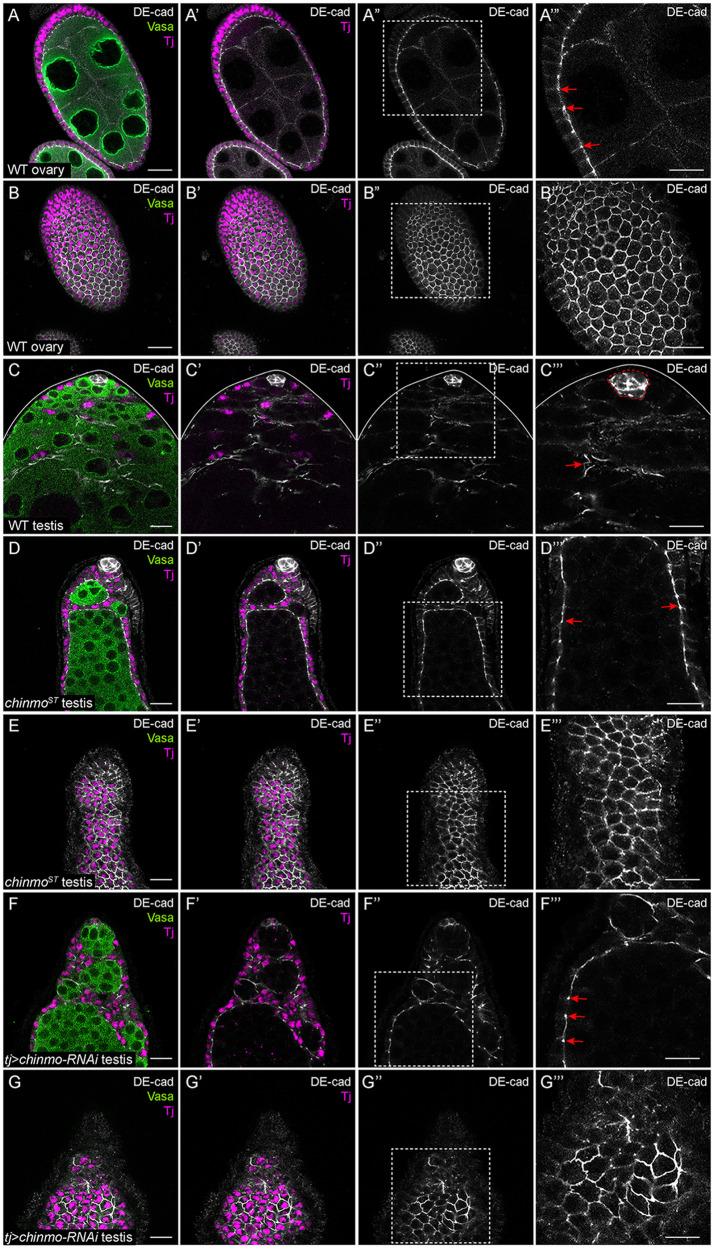 https://cdn.ncbi.nlm.nih.gov/pmc/blobs/faea/8759813/bda4030bcb69/jkab067f4.jpg