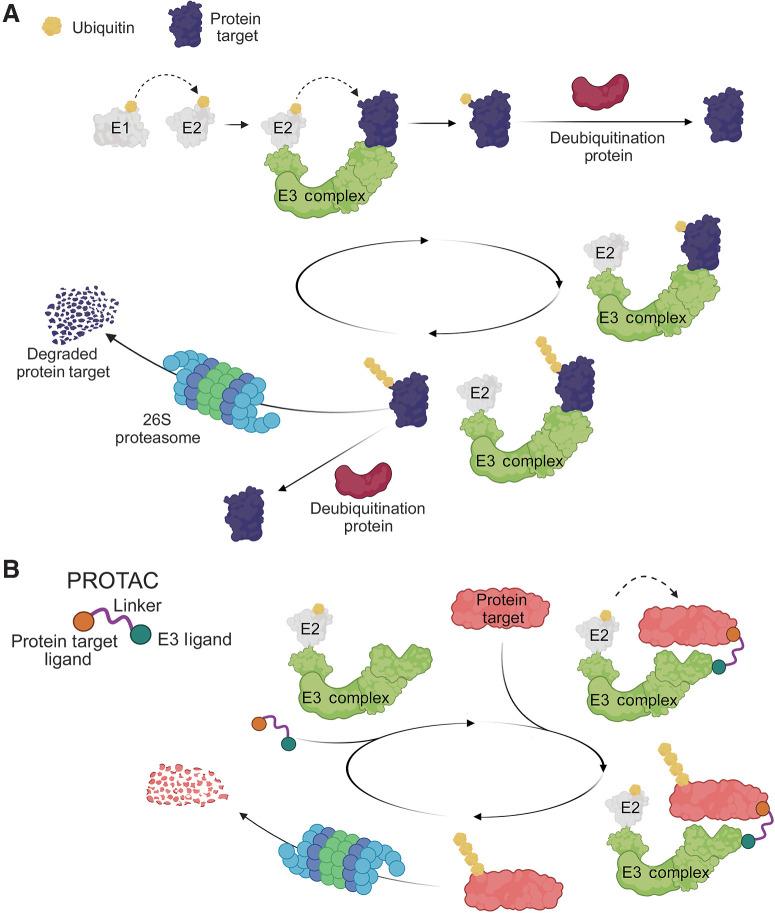 https://cdn.ncbi.nlm.nih.gov/pmc/blobs/faed/10985480/04b02230ea23/454fig1.jpg