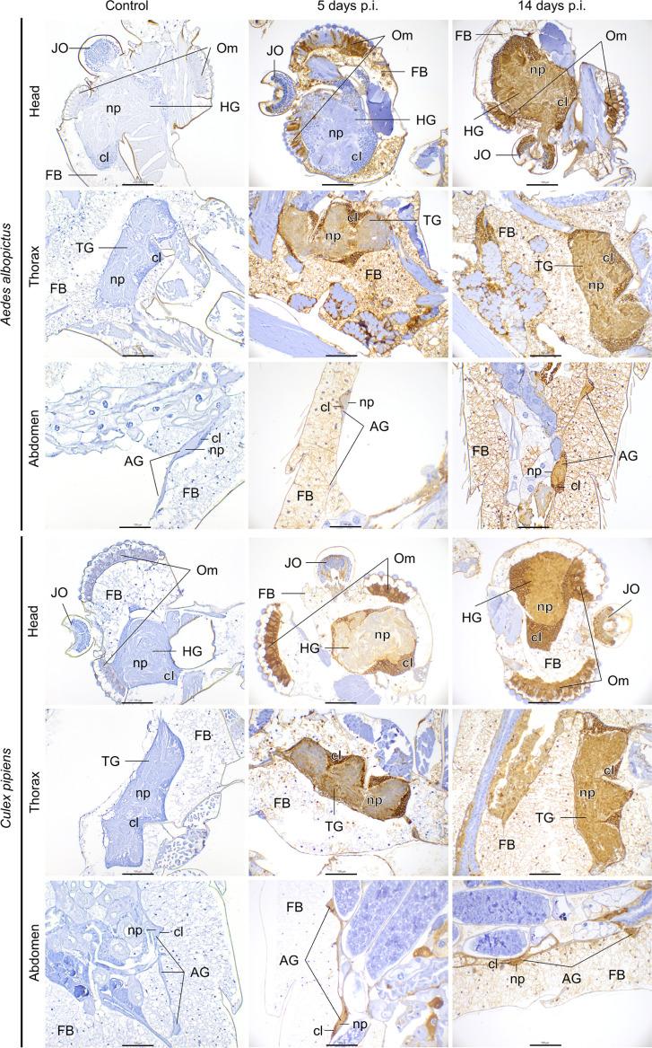 https://cdn.ncbi.nlm.nih.gov/pmc/blobs/faef/11649246/64650e8a1b05/jgv-105-02025-g002.jpg