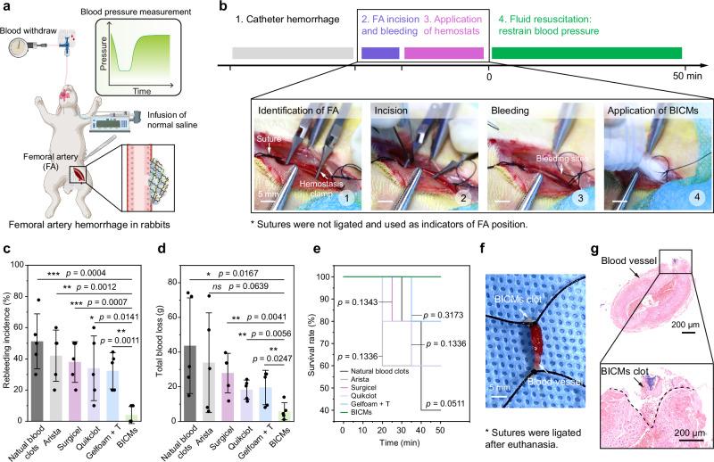 https://cdn.ncbi.nlm.nih.gov/pmc/blobs/faf1/12008190/61a3af927b4b/41467_2025_58204_Fig6_HTML.jpg
