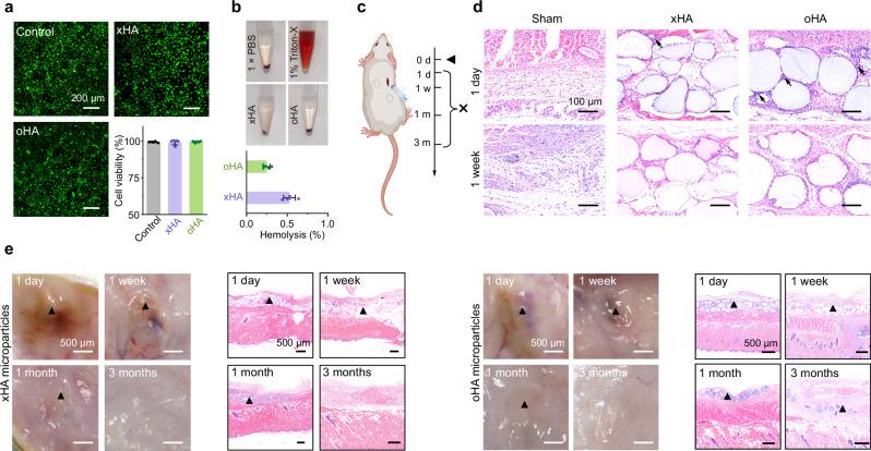 https://cdn.ncbi.nlm.nih.gov/pmc/blobs/faf1/12008190/a33527f0fd38/41467_2025_58204_Fig4_HTML.jpg