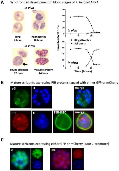 https://cdn.ncbi.nlm.nih.gov/pmc/blobs/faf2/2947991/12cf7366f66f/ppat.1001032.g001.jpg