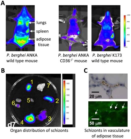 https://cdn.ncbi.nlm.nih.gov/pmc/blobs/faf2/2947991/4b507c3acb65/ppat.1001032.g002.jpg