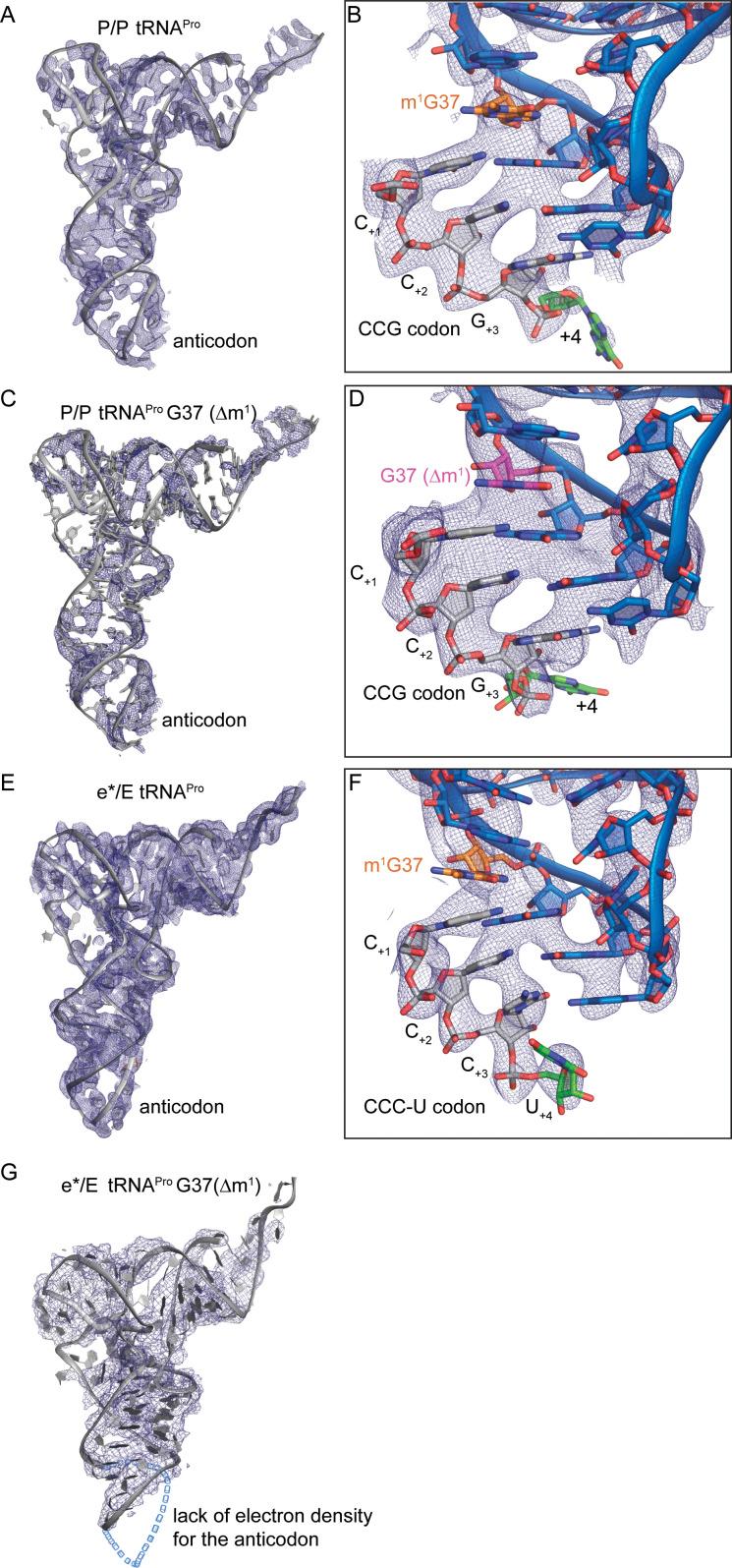https://cdn.ncbi.nlm.nih.gov/pmc/blobs/faf4/7577736/0ddf30adf874/elife-51898-fig2-figsupp1.jpg