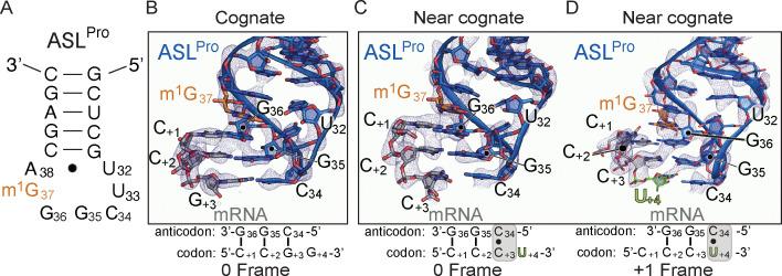 https://cdn.ncbi.nlm.nih.gov/pmc/blobs/faf4/7577736/1f0a062302ca/elife-51898-fig1.jpg