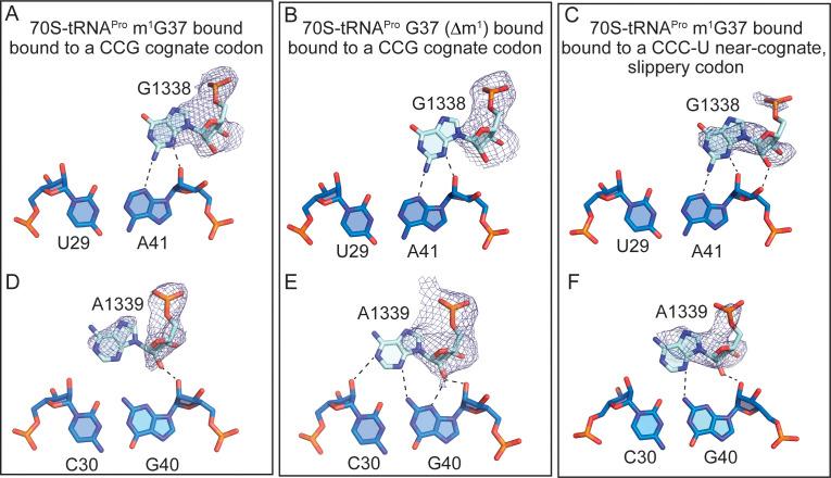 https://cdn.ncbi.nlm.nih.gov/pmc/blobs/faf4/7577736/67c3aca233b2/elife-51898-fig2-figsupp2.jpg