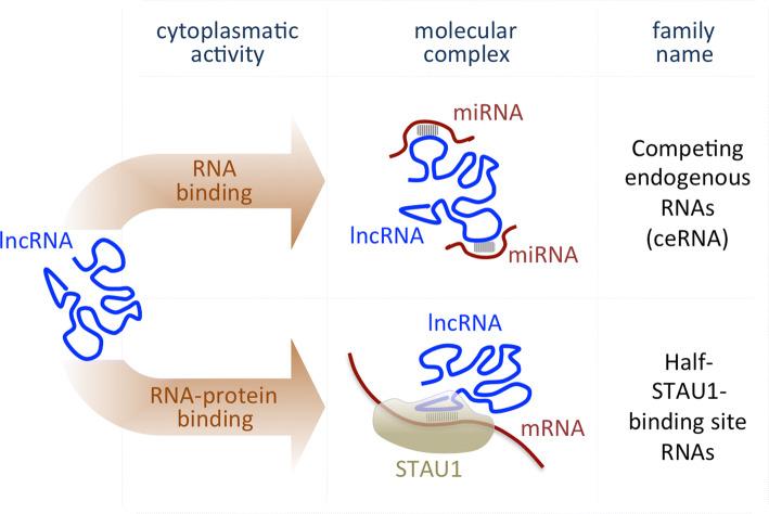 https://cdn.ncbi.nlm.nih.gov/pmc/blobs/faf5/11105438/4c487fc78786/18_2018_3000_Fig2_HTML.jpg