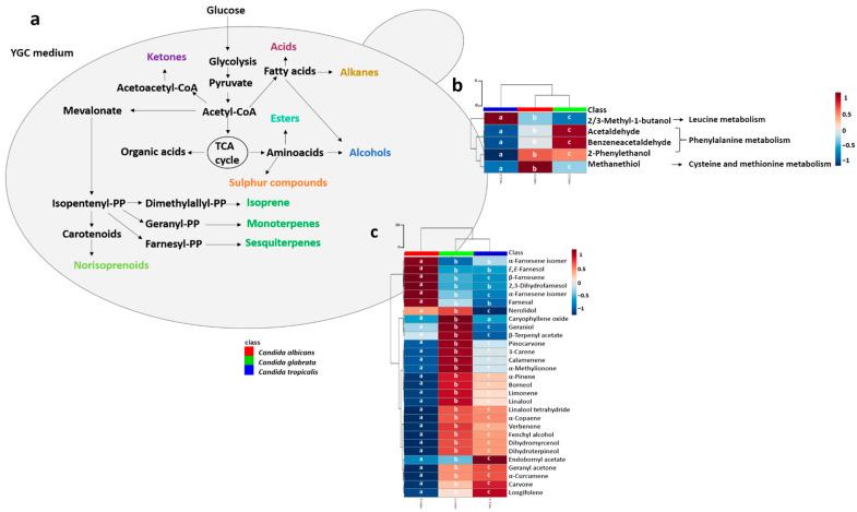 https://cdn.ncbi.nlm.nih.gov/pmc/blobs/faf5/7760324/ddafda6dad36/microorganisms-08-01911-g007.jpg