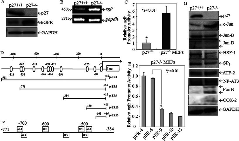 https://cdn.ncbi.nlm.nih.gov/pmc/blobs/fafb/4209780/63ea5a79ad72/bj2014-0103i002.jpg
