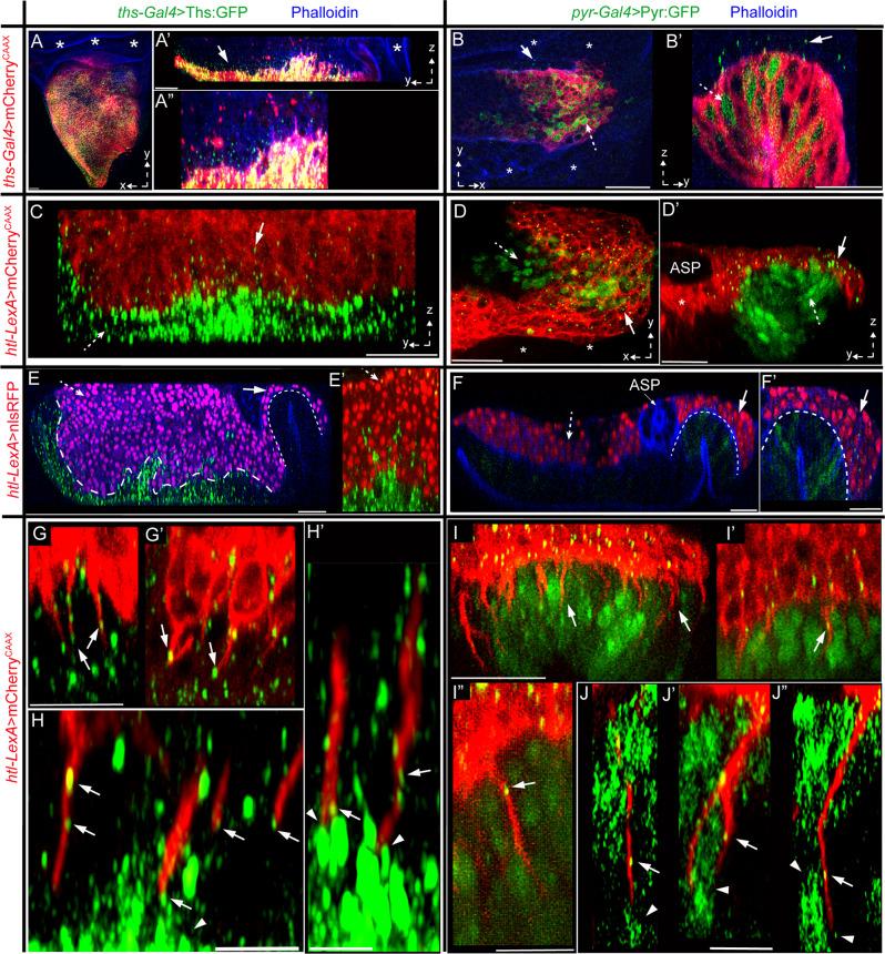 https://cdn.ncbi.nlm.nih.gov/pmc/blobs/faff/8897416/2ccad0dd92c2/41467_2022_28587_Fig7_HTML.jpg