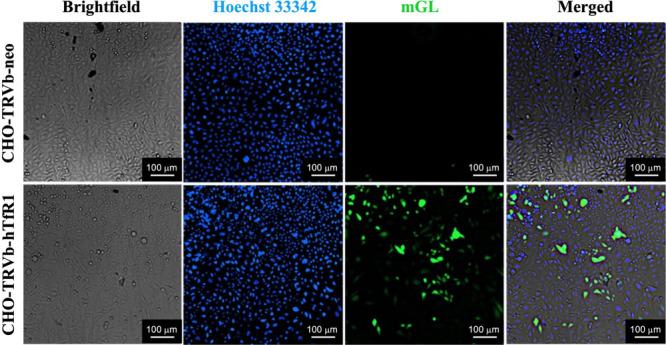 https://cdn.ncbi.nlm.nih.gov/pmc/blobs/fb01/11425831/ca33b8859151/ao4c03541_0004.jpg