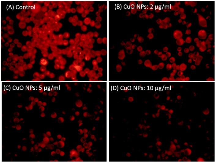 https://cdn.ncbi.nlm.nih.gov/pmc/blobs/fb01/3734287/161d393b28c1/pone.0069534.g005.jpg