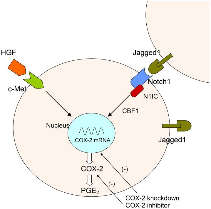 https://cdn.ncbi.nlm.nih.gov/pmc/blobs/fb03/6059752/703c08131dae/OR-40-01-0294-g05.jpg