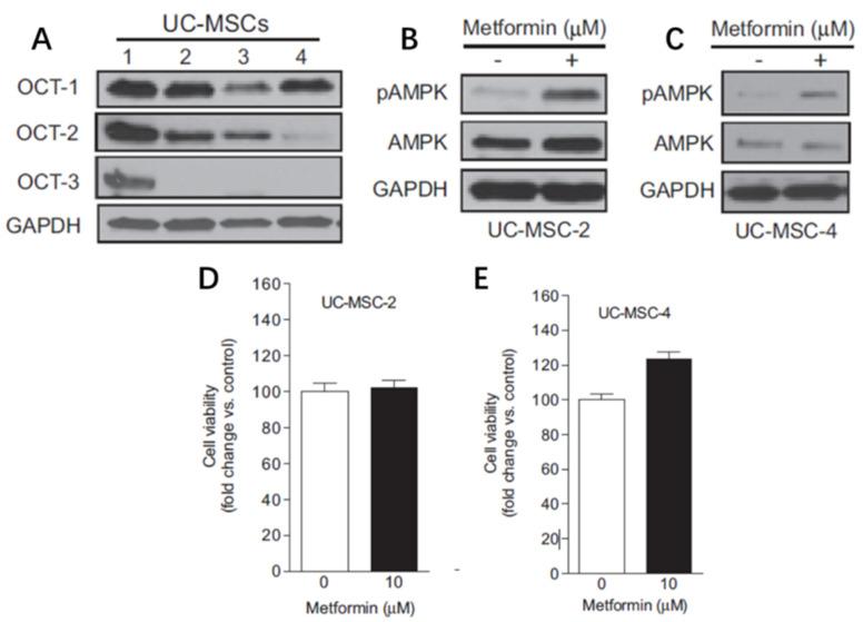 https://cdn.ncbi.nlm.nih.gov/pmc/blobs/fb03/9779818/a698597d44d7/ijms-23-15905-g007.jpg