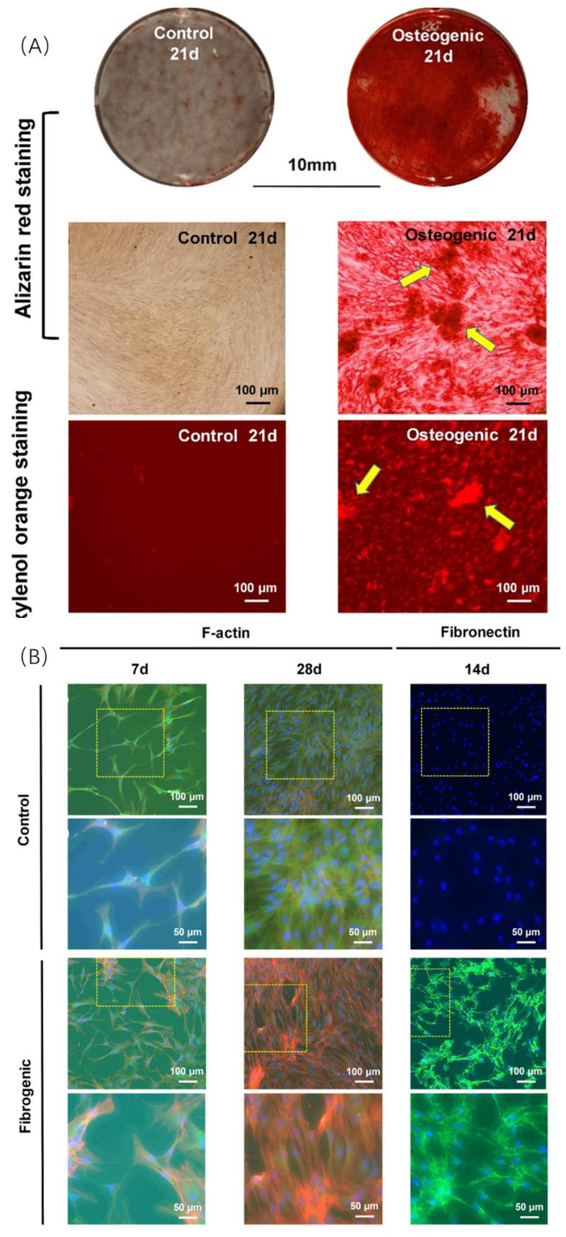 https://cdn.ncbi.nlm.nih.gov/pmc/blobs/fb03/9779818/f37ebe1d9694/ijms-23-15905-g005a.jpg
