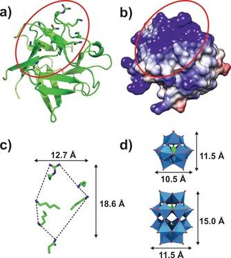 https://cdn.ncbi.nlm.nih.gov/pmc/blobs/fb04/6391951/91e0aa243f54/ANIE-58-2980-g015.jpg