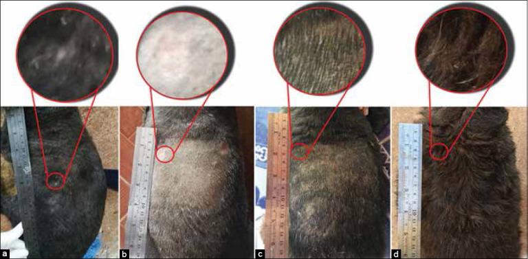 https://cdn.ncbi.nlm.nih.gov/pmc/blobs/fb07/8743773/e2e7c8bd9d1b/Vetworld-14-2919-g006.jpg
