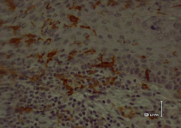 https://cdn.ncbi.nlm.nih.gov/pmc/blobs/fb09/5831067/404b6768e41f/ijp-12-119-g001.jpg