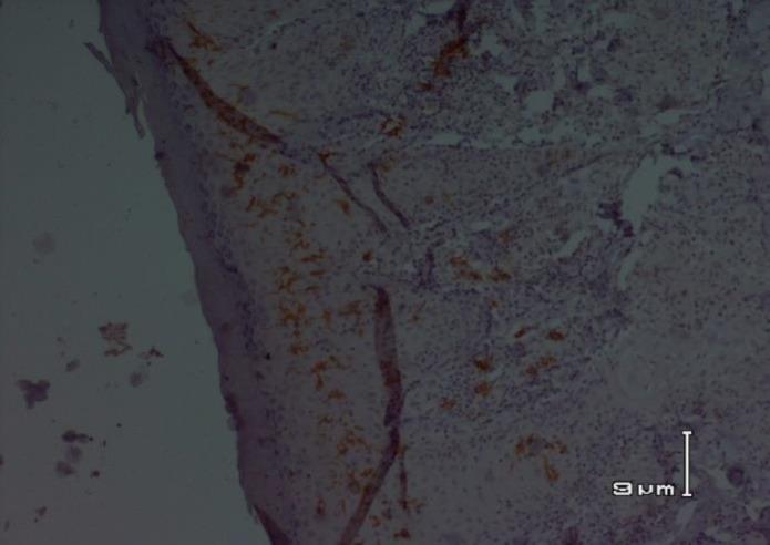 https://cdn.ncbi.nlm.nih.gov/pmc/blobs/fb09/5831067/5e669af5dad8/ijp-12-119-g003.jpg