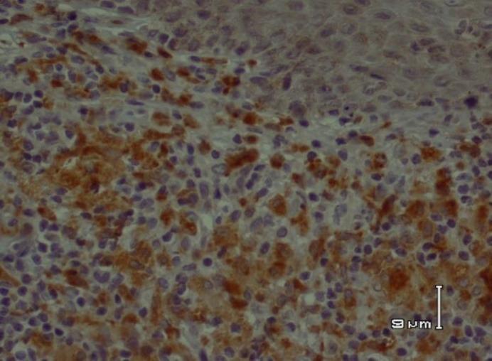 https://cdn.ncbi.nlm.nih.gov/pmc/blobs/fb09/5831067/c3329ee29716/ijp-12-119-g002.jpg