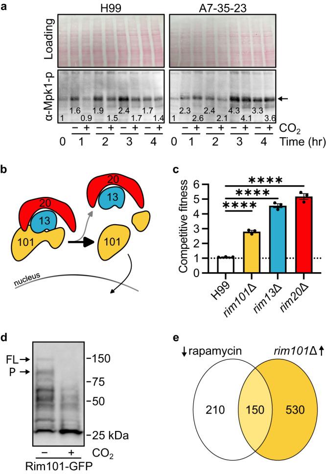 https://cdn.ncbi.nlm.nih.gov/pmc/blobs/fb11/10584969/0daef99c0b50/41467_2023_42318_Fig4_HTML.jpg