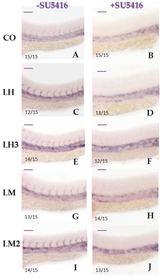 https://cdn.ncbi.nlm.nih.gov/pmc/blobs/fb11/9406997/2d31ffcd1f21/cimb-44-00232-g007.jpg
