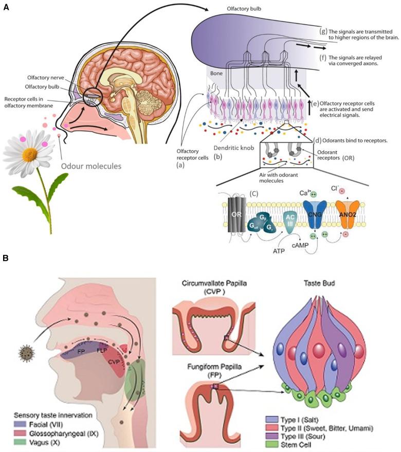https://cdn.ncbi.nlm.nih.gov/pmc/blobs/fb15/10881860/79d0144c064b/fped-12-1350662-g001.jpg