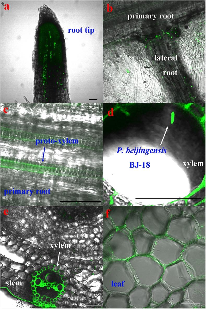 https://cdn.ncbi.nlm.nih.gov/pmc/blobs/fb15/6548809/ddc8a01b267e/fmicb-10-01119-g002.jpg